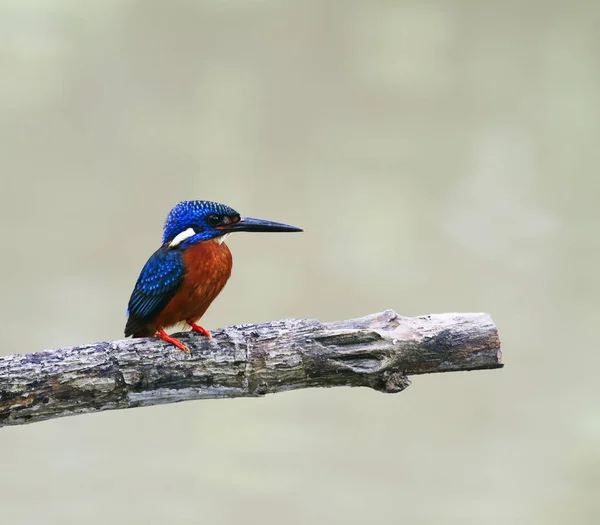 Mavi kulaklı yalıçapkını (alcedo meninting) 