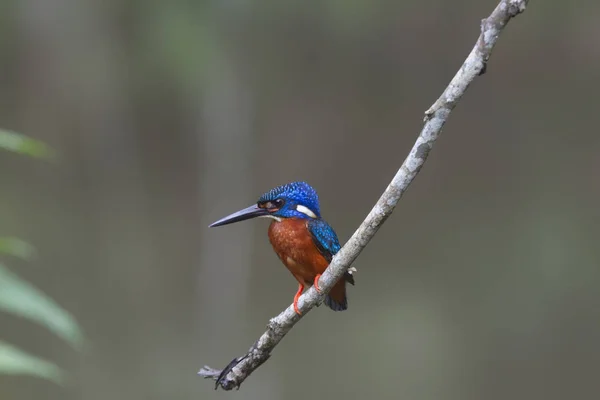 Голубоухий Kingfisher (Alcedo meninting ) — стоковое фото