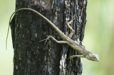 Liard veya Iguana (Lacertilia). 