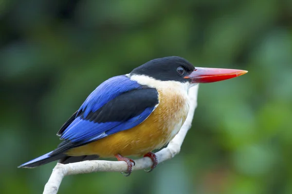 Siyah şapkalı Kingfisher (Halcyon pileata). 