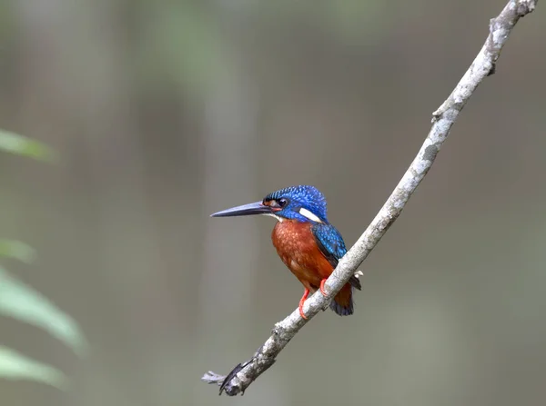 Blauohr-Eisvogel (Alcedo meninting)). — Stockfoto