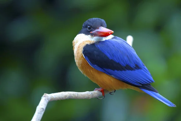 Siyah şapkalı Kingfisher (Halcyon pileata). 