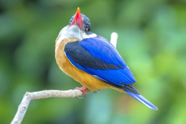 Siyah şapkalı Kingfisher (Halcyon pileata). 