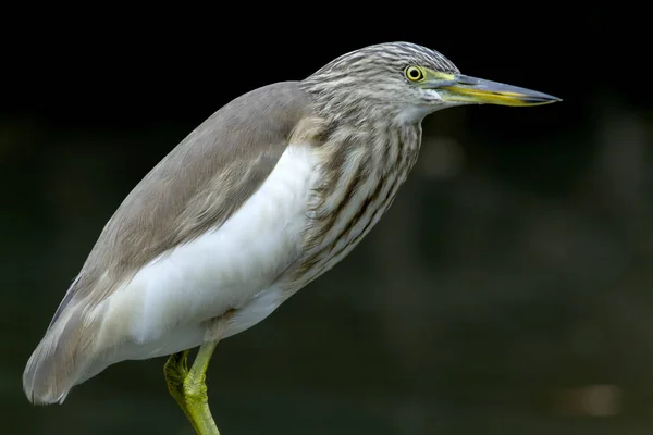 Çin pond heron