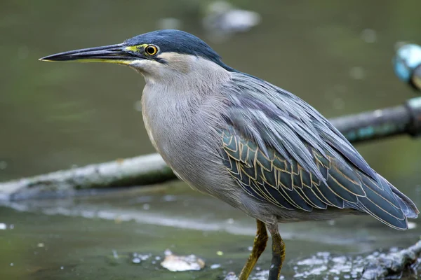 Little Heron (Butorides striatus).