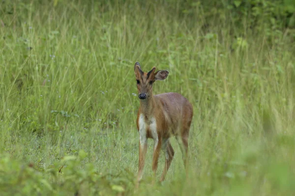 Sam Bar Deer Family. — Stock Photo, Image