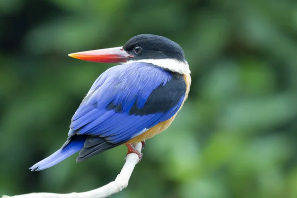 Schwarzkopf-Eisvogel (halcyon pileata)). Stockbild