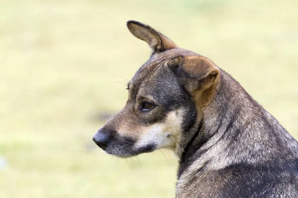 Kahverengi ve siyah gevşeme Tay köpek.
