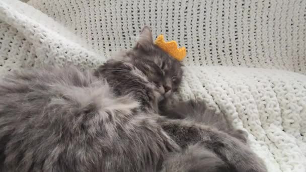 Sarı örülmüş taç içinde uyuyan güzel, yetişkin gri kedi. Ekoseli kumaş. — Stok video