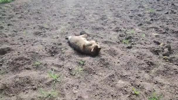 Roztomilý domácí kočka hrát a kutálet se na zemi, domácí mazlíček venku po uzamčení, šťastný kotě ležící v prachu — Stock video