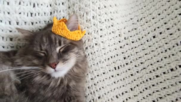 Mooie volwassen grijze kat slapen in geel gebreide kroon op de hand gemaakt ruitje close-up — Stockvideo