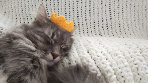 Красива доросла сіра кішка спить у жовтій в'язаній короні на руці зроблена пледом крупним планом — стокове відео