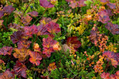 Yağmurlu bir sonbahar gününde Hemsedal Buskerud Norveç yakınlarındaki dağlarda renkli arka planda vahşi, taze bulut üzümü.