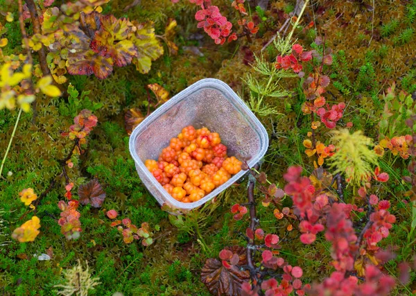 Cloudberry σε μπολ σε πολύχρωμα φύλλα φόντο σε βουνά κοντά Hemsedal Buskerud Νορβηγία — Φωτογραφία Αρχείου