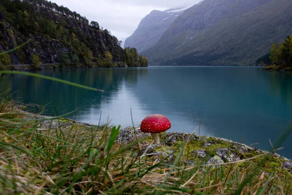 Sonbaharda Loen ve Stryn yakınlarındaki güzel Norveç manzarası, Ekim yağmurlu bir günde Lovatnet, Norveç doğası, açık hava güzelliği, büyük mantar ve arka planda turkuaz su bulunan göl.