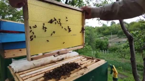 養蜂家は蜂で覆われた蜂で覆われた蜂の巣を振る,ミツバチの生活,生態学的趣味,蜂蜜生産,手の中に蜂のコロニーを保持男,養蜂家の作業と屋外の任意の検査 — ストック動画