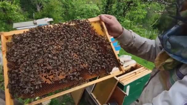 Arı yetiştiricisi bal kovanına yakın bal tarağı, bal arısı yaşamı, ekolojik hobi, bal üretimi, elinde arı kolonisi tutan adam, arıcı çalışıyor ve arıları denetliyor. — Stok video