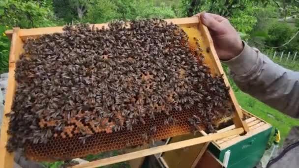 養蜂家はミツバチで覆われている蜂の巣の近くの蜂蜜、ミツバチの生活、生態趣味、蜂蜜の生産、手の中に蜂のコロニーを保持男、養蜂家の作業をチェックし、屋外の任意の検査 — ストック動画