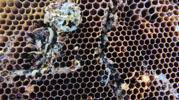 Grosses et petites larves de teigne de cire poussant dans de vieux rayons de miel, vie rapprochée de la chenille Galleriini, parasite dans la ruche, problème de production de miel, cellules d'abeilles infectées, apiculture européenne 