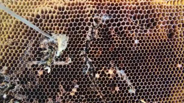 Grosses et petites larves de teigne de cire poussant dans de vieux rayons de miel, vie rapprochée de la chenille Galleriini, parasite dans la ruche, problème de production de miel, cellules d'abeilles infectées, apiculture européenne 