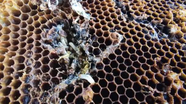 Larvas grandes y pequeñas de polilla de cera criando en viejos panales, cerca de la vida de la oruga Galleriini, parásito en la colmena, problema de producción de miel, células de abejas infectadas, apicultura europea — Vídeos de Stock