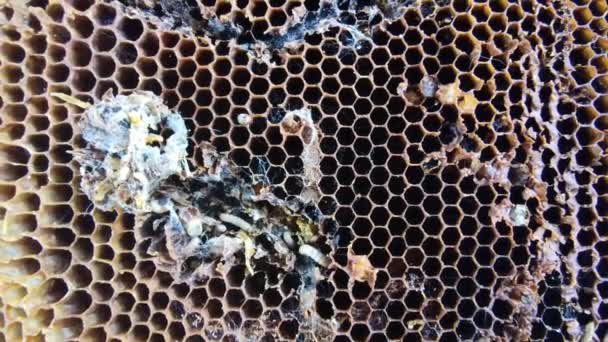 Grosses et petites larves de teigne de cire poussant dans de vieux rayons de miel, vie rapprochée de la chenille Galleriini, parasite dans la ruche, problème de production de miel, cellules d'abeilles infectées, apiculture européenne 