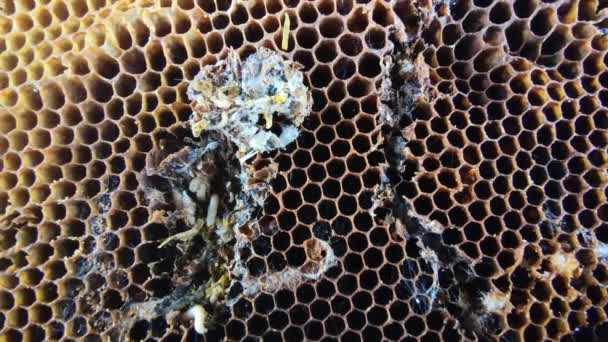 Grosses et petites larves de teigne de cire poussant dans de vieux rayons de miel, vie rapprochée de la chenille Galleriini, parasite dans la ruche, problème de production de miel, cellules d'abeilles infectées, apiculture européenne 