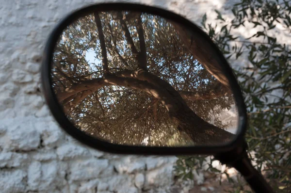 Mirrored image of nature.