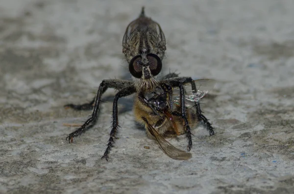 Insecte carnivore mangeant une abeille — Photo