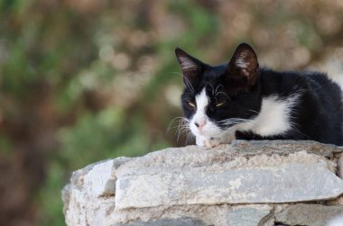 Huysuz bir kedi