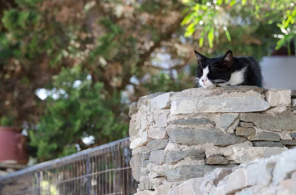 Gato descansando junto al sol —  Fotos de Stock