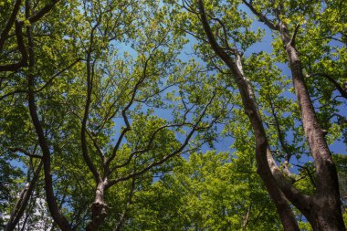 Bir Yunan ormandaki ağaçların