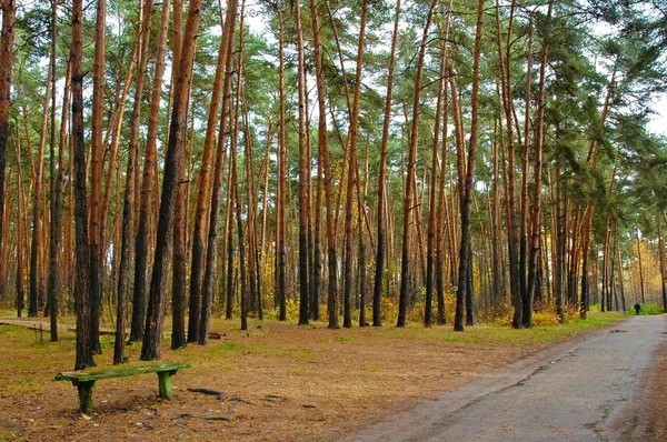 Banco na estrada na floresta de pinheiros — Fotografia de Stock
