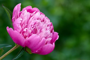 Gül Şakayık Bahçe