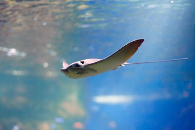 Stingray mavi suyun altında yüzer. Akvaryum penceresinden Stingray 'in yakın görüntüsü.