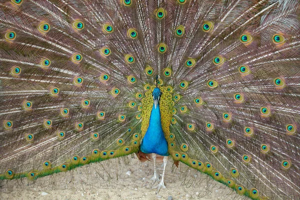 Blue Peacock Samec Modrého Páva Barevným Otevřeným Peřím Vyplňujícím Celý — Stock fotografie