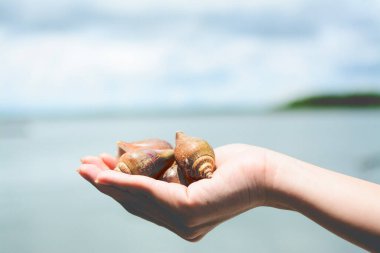 Strombus kanaryumu, kanat kabuğu ya da köpek kabuğu deniz kabuğu deniz ürünleri ya da deniz manzarası arka planında hayvan konseptini kaydetmek için kullanılır..