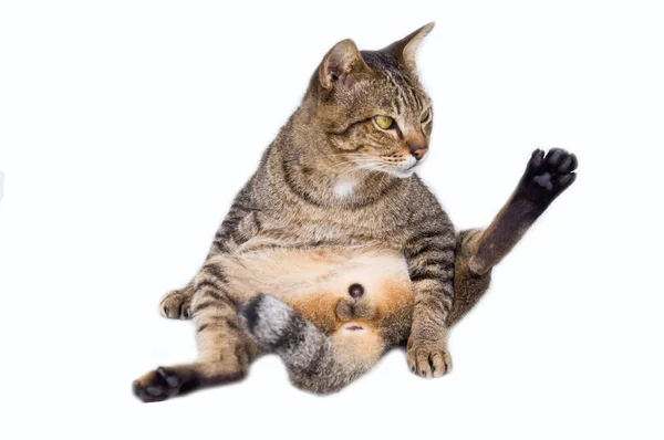 Чистка Кошки Гигиены Белом Фоне — стоковое фото