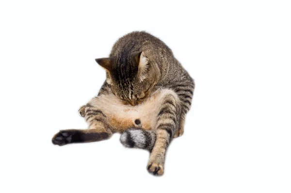 Cat Cleaning Itself Hygiene White Background — Stock Photo, Image