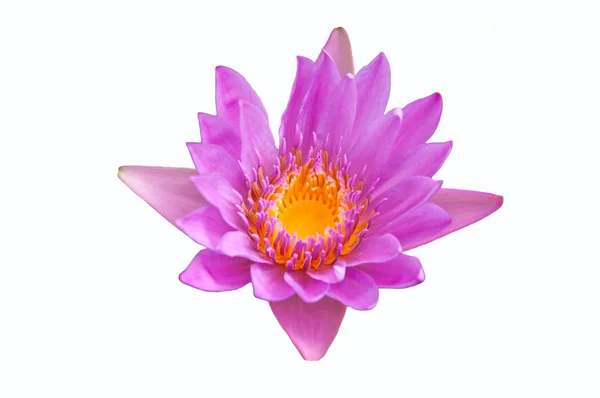 Lotus Violet Sur Fond Blanc — Photo