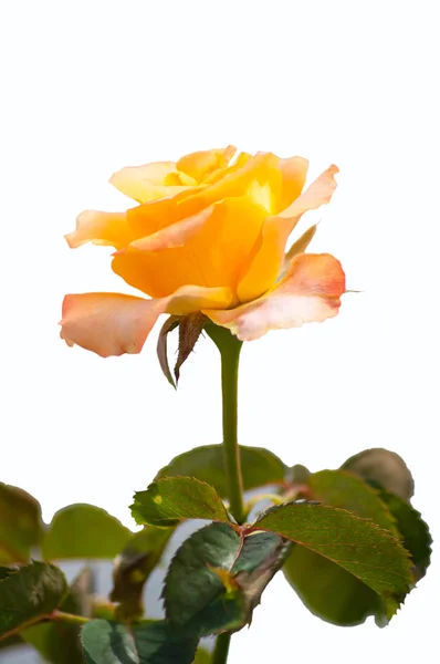 白の背景に贈り物と愛のためにオレンジのバラ — ストック写真