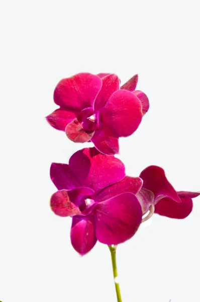 Czerwona Orchidea Białym Tle — Zdjęcie stockowe