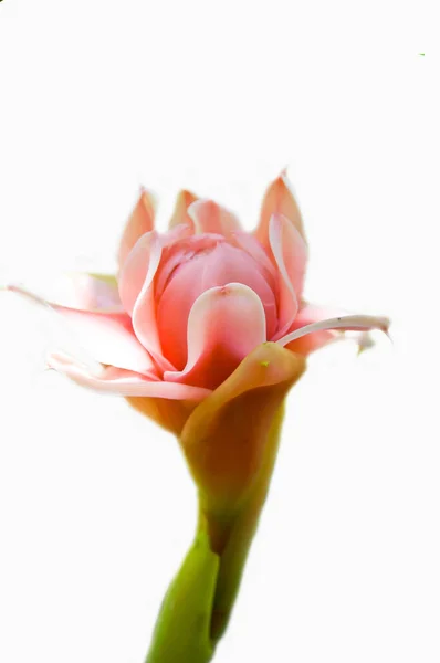 白い背景にジンジャーの花 — ストック写真
