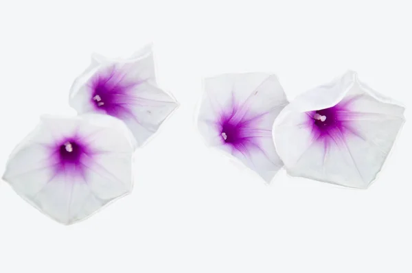 Morning glory flower on white background — Stock Photo, Image