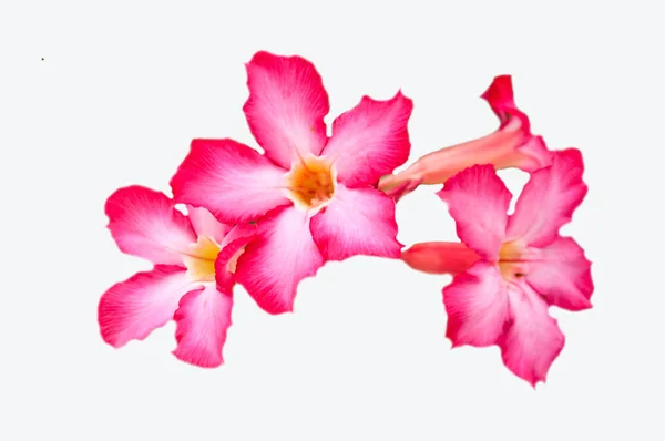 Desert rose flower on white background — Stock Photo, Image