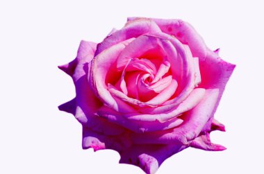 Beyaz arkaplanda pembe gül