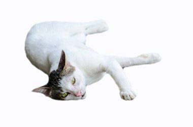 Homless kedi beyaz zemin üzerine beyaz