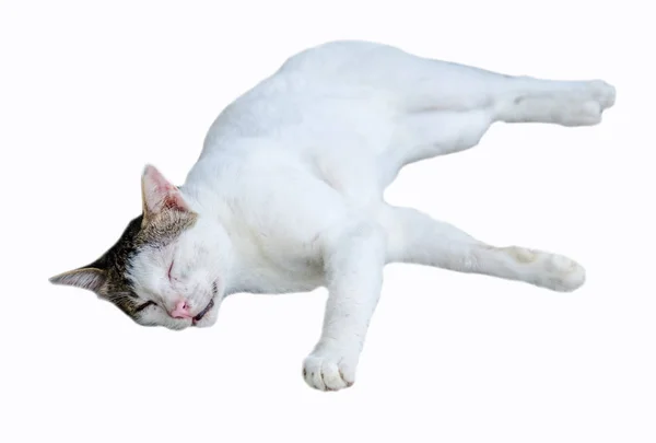 Dakloze Witte Kat Witte Achtergrond — Stockfoto