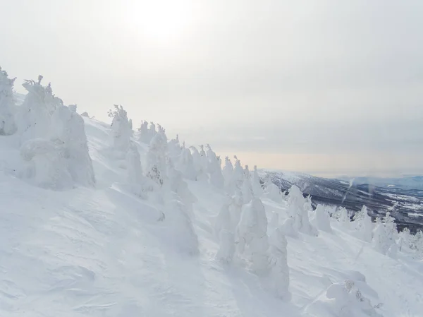 Monstruo Nieve Noreste Japón —  Fotos de Stock