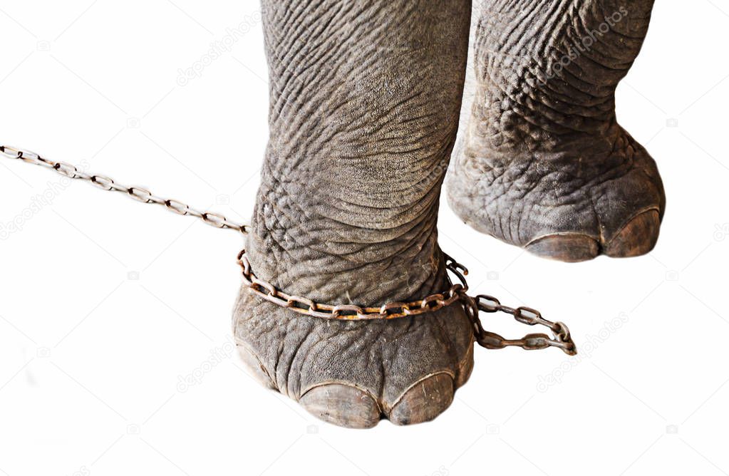 leg of elephant restrict ed by chain on white background